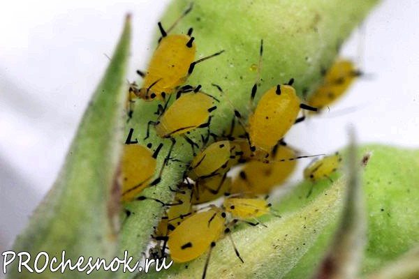 Фото - Вредные насекомые - вредители чеснока