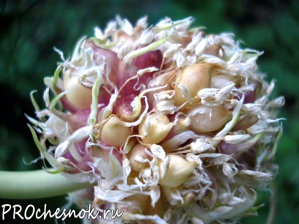 Фото - Выращивание чеснока из бульбочек